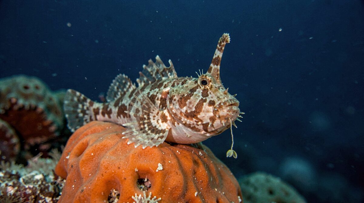 A frogfish perched on an orange sponge at 12 meters on a Kona reef, its mottled skin blending with the sponge surface, the illicium raised and the esca dangling just above the mouth, shot from the side with a single strobe and a dark blue water column behind.